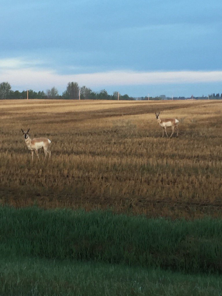 ParklandFert's tweet photo. Strange to see Antelope in Wetaskiwin... about as strange as seeding just getting started. https://t.co/61lj35thzS