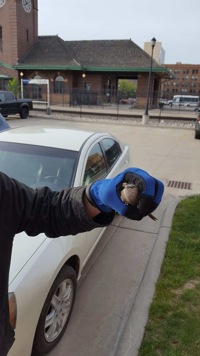 IO_InstallTeam's tweet photo. @InterOffice animal control at it again! Saved kittens, now a bird in our building, what's next? #teamIO #friday #ibelieveicanfly https://t.co/eMFccIj9RL