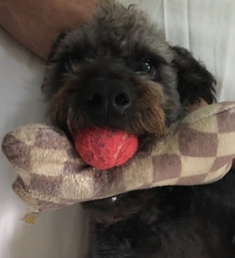 DwightThePup's tweet photo. I couldn't decide, the ball or the bone...which one? #dwightthepup #schnoodle #cutepuppy #poodle #cutedog #schnauzer https://t.co/uygZqVMthO