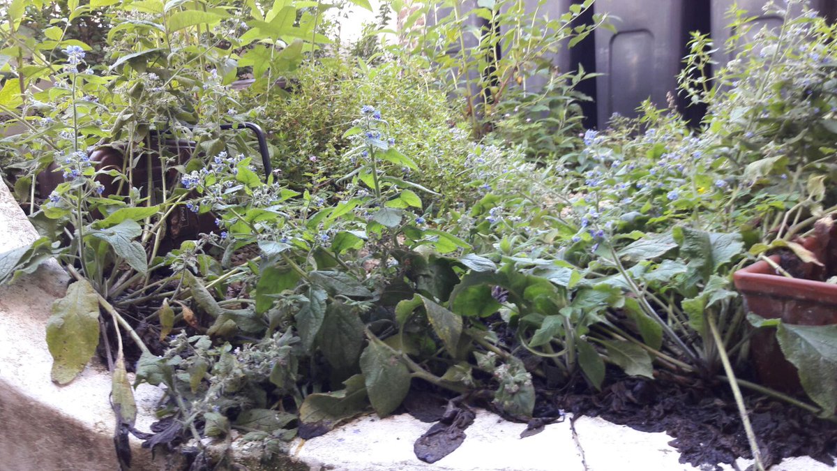 sprucedgardens's tweet photo. Has soggy #Mayweather left your beds and borders looking like a jungle? Not to worry, call Spruced Gardens for a tidy up! #Spruceupyourlife https://t.co/UYRj4kX2lg