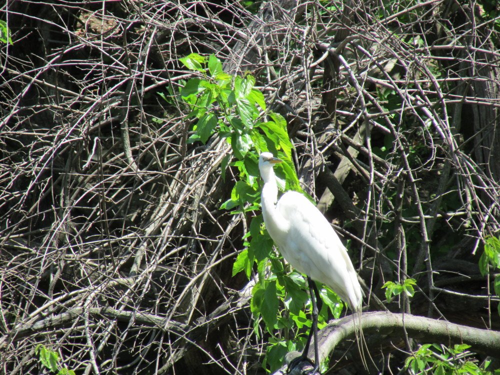 millriverpark's tweet photo. Bird of the day! Great Egret #millriverpark #birdsofmillriver #birding #Stamford #nature https://t.co/8KrQBOOOv5