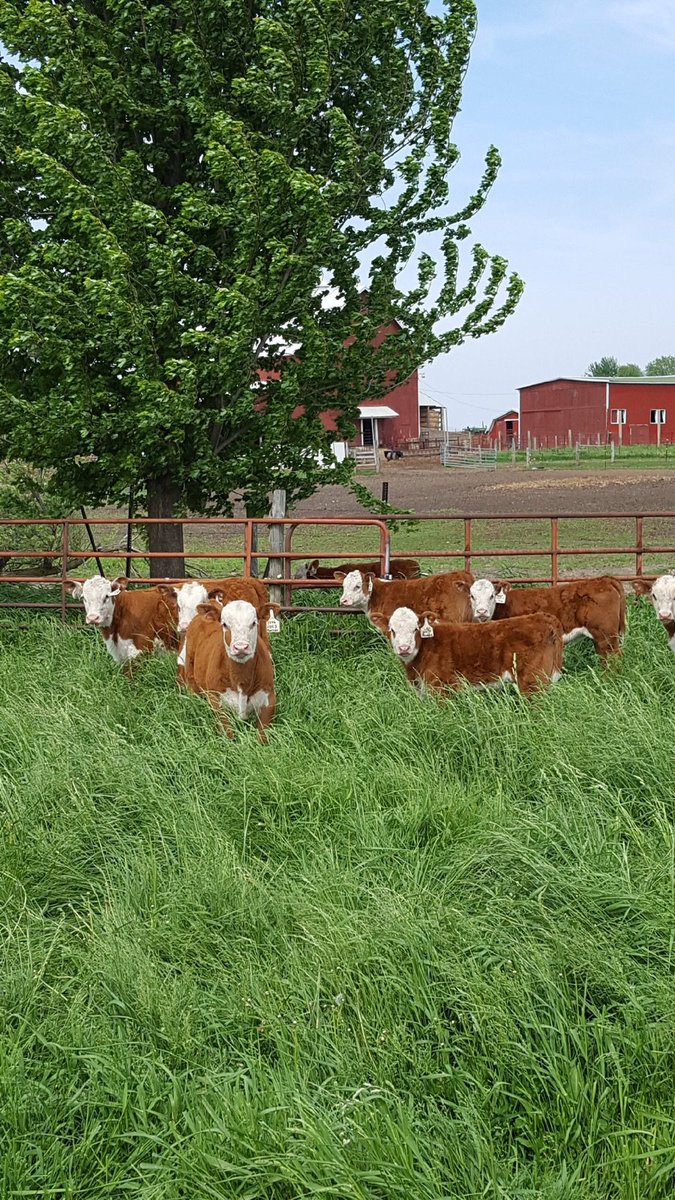 StephensonCtyFB's tweet photo. Herefords @mudcreekfarms.  #StephensonCounty #AgInAction https://t.co/F4VnlhmYrq