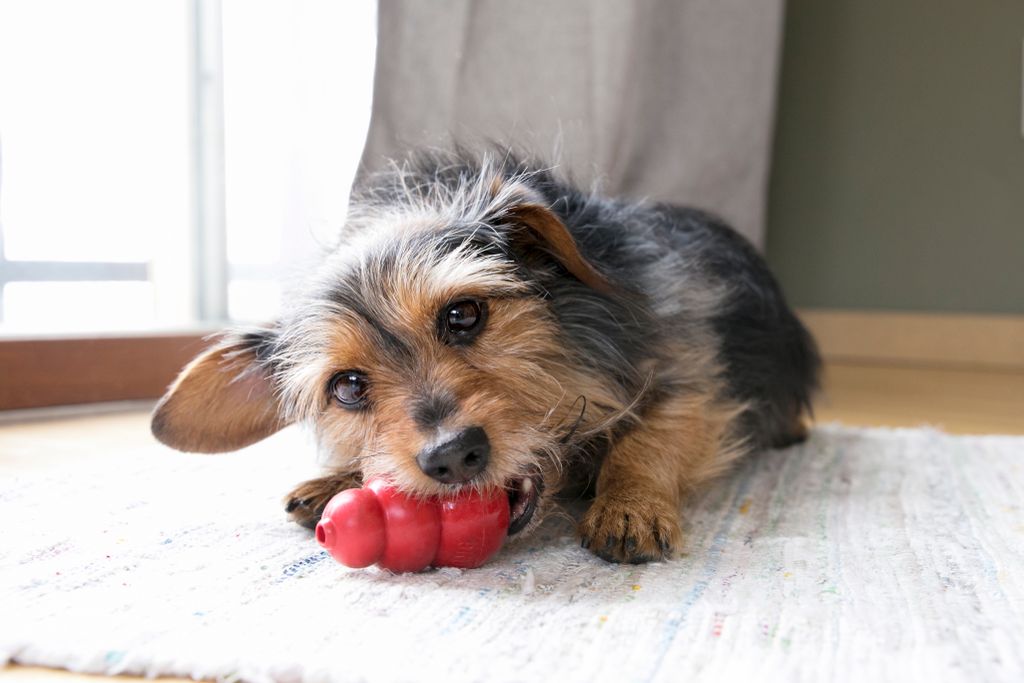petsuppliesplus's tweet photo. Enter to win some goodies from Kong!
https://t.co/AF8HEr6T93
#petsuppliesplus #kong #allforthesmall https://t.co/Q0ZcDE6jhv