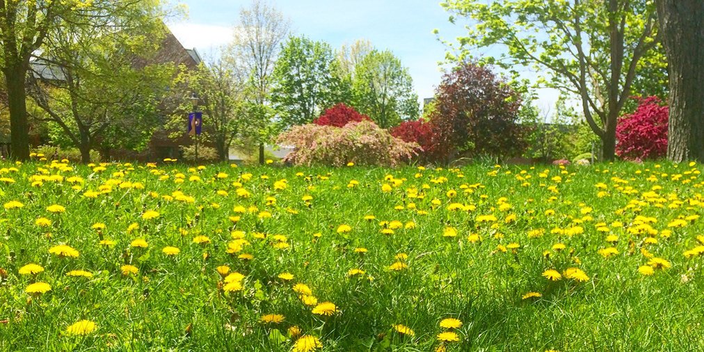 saintmichaelsvt's tweet photo. A very green (and quiet) campus this week. 
(📷 : Moriah Keat '18) https://t.co/9yZ4HNxBUW