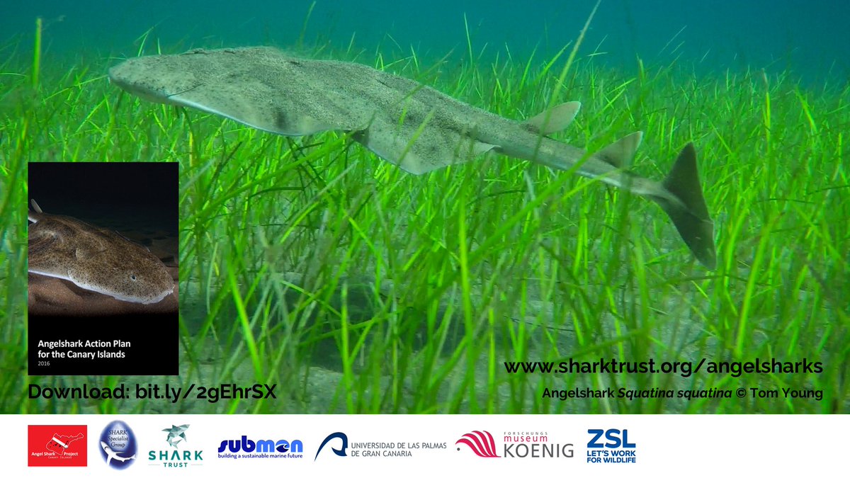 #FlatSharkFriday &amp; #EndangeredSpeciesDay double today! Check out the Angelshark Action Plan for Canary Islands at sharktrust.org/shared/downloa…