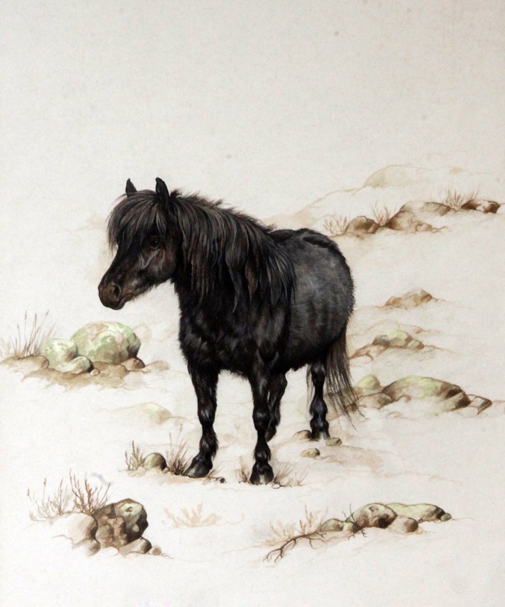 Gorringes's tweet photo. This adorable #Shetland #pony is by #AndrewAlexander, lot 340 in our #weeklysale, £50-£70 #watercolour #equestrian #horses #auction #neigh https://t.co/RR52uLHUlu