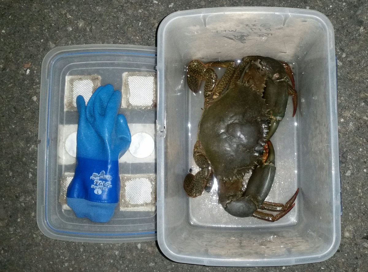 ノコギリガザミ 三重県