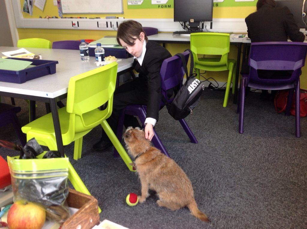 TOANWOODLANDS's tweet photo. Mrs Godwin's dog Brodie comes to school for the day #oldhamacademynorth #teamTOAN #dog therapy https://t.co/26wOYLIv8k