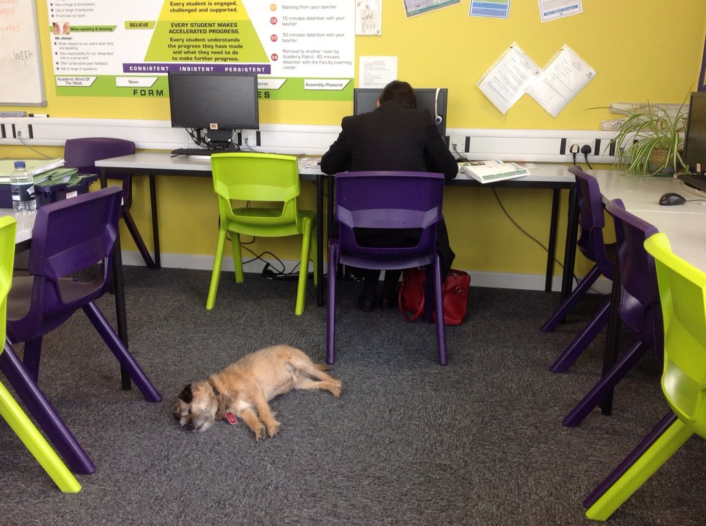 TOANWOODLANDS's tweet photo. Mrs Godwin's dog Brodie comes to school for the day #oldhamacademynorth #teamTOAN #dog therapy https://t.co/26wOYLIv8k