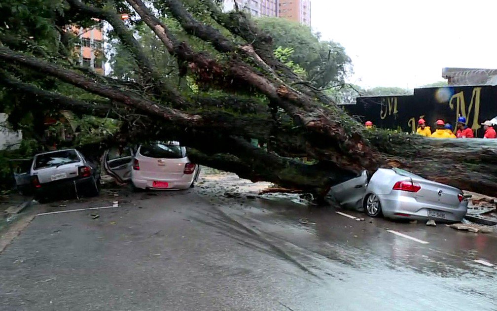 G1Verified account @g1 Árvore cai e esmaga carros na região central de São Paulo https