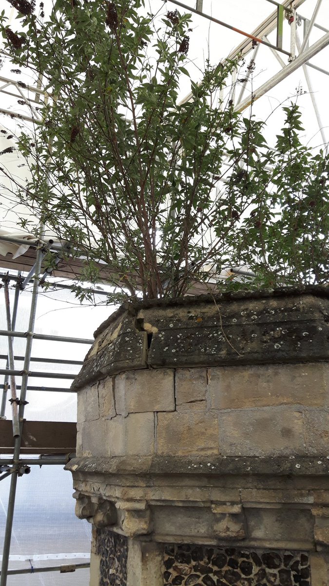 Conservation works are progressing <a href="/RdgAbbey/">Reading Abbey Quarter</a> Gate. Lots of repairs to do to the timber structure and stonework. And a bit of gardening too!