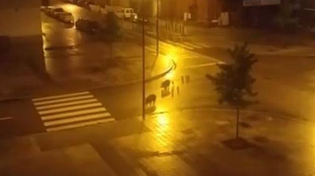 AVNuevoRoces's tweet photo. Los jabalíes visitan más el barrio de #NuevoRoces que la alcaldesa de #Gijon @carmenmoriyon  @FavGijon @lanuevaespana @elcomerciodigit https://t.co/WOWW72ZoSn