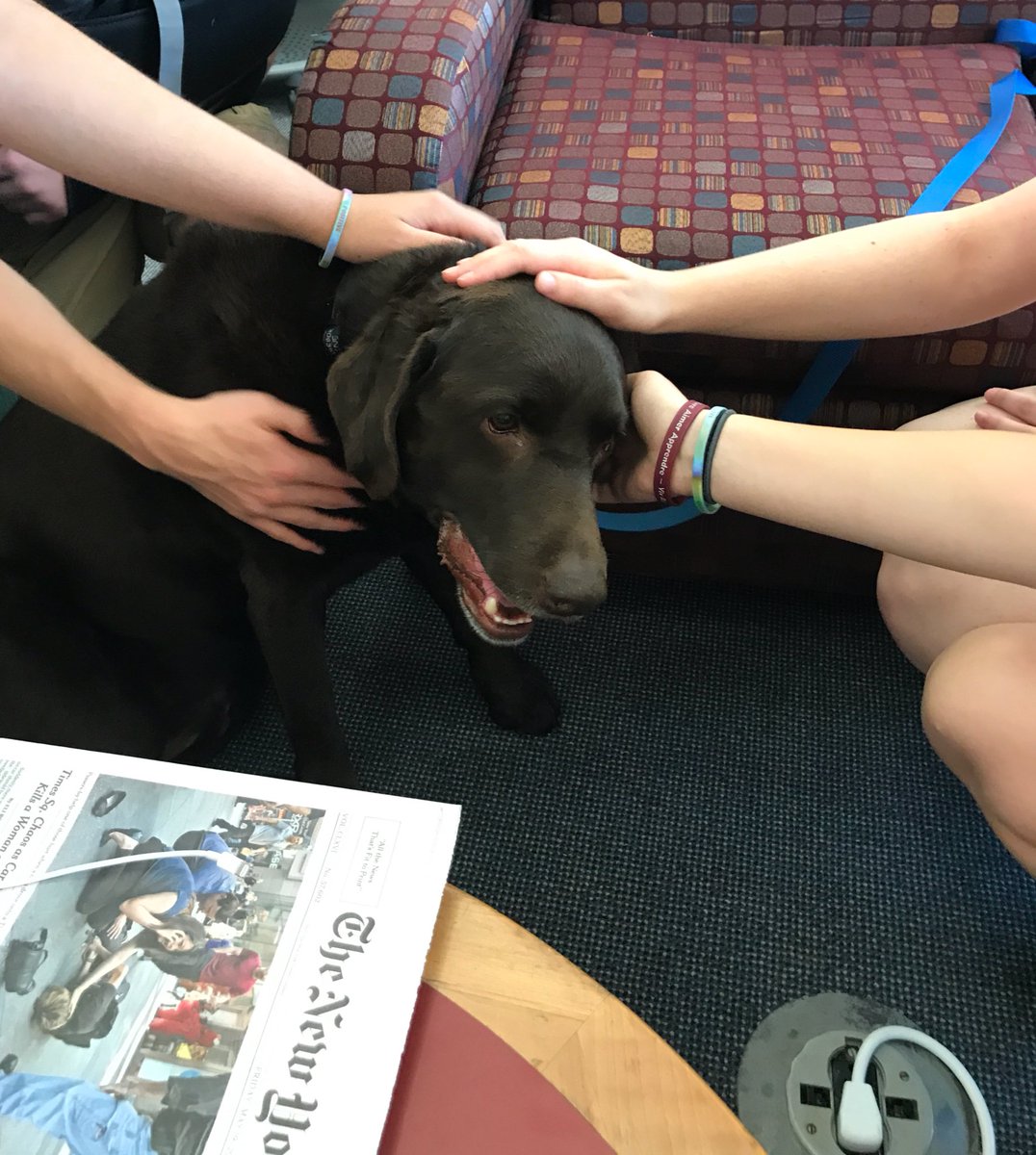 WALibrary's tweet photo. Come see Rocky, a chocolate lab, from 10-11 in the library! https://t.co/7ZGtRwwOCK