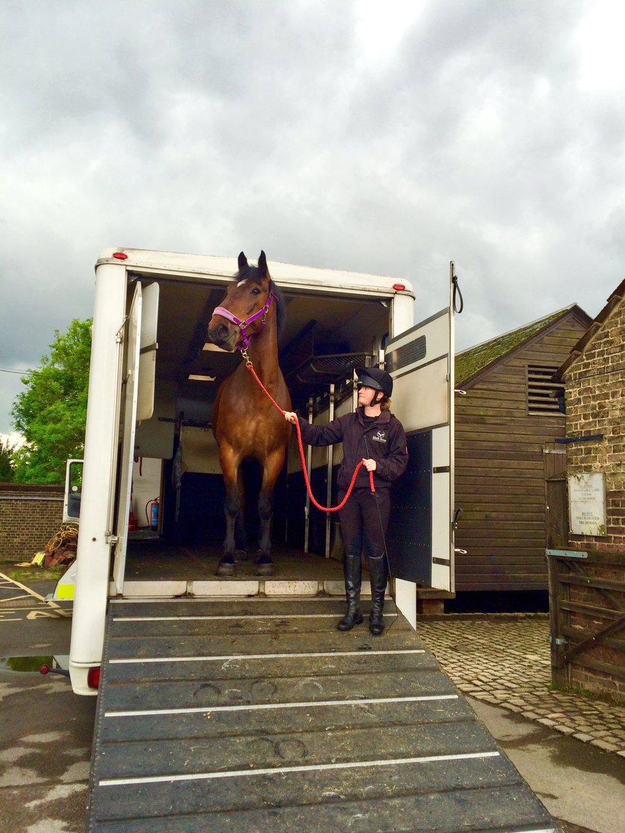 CityHorses's tweet photo. With a bit of training #CHDuke is now a pro at this box loading business #offtotheCitywego look out for him this weekend #cityoflondon https://t.co/xVQJu2Y5cA