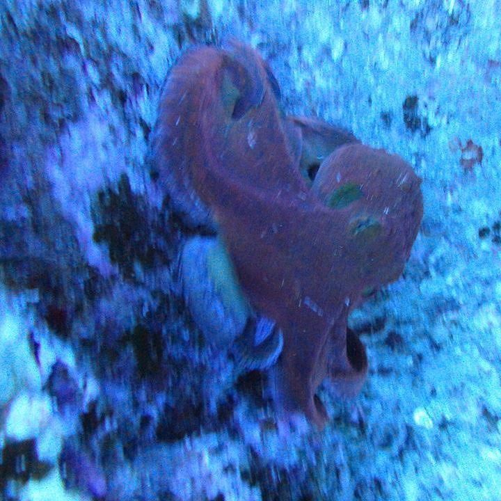 RainbowScuba's tweet photo. KGoetz2005 : Honolulu scuba diving!
#scuba #Hawaii #Gopro #octopus #shipwreck #cuteoctopus #divingtime #deepbluese… https://t.co/a4zuF1UcX6) https://t.co/coJcRdtH4f