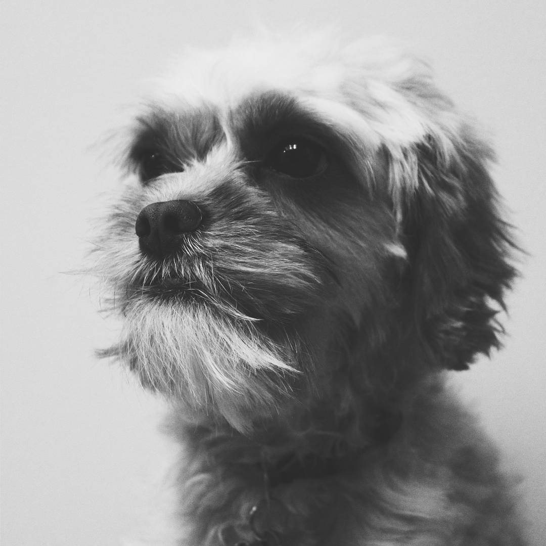 AdoptingAlder's tweet photo. We wrote a out our Murphey boy. Check it out! 

https://t.co/yvktnWJeej https://t.co/Z5eZhnzzgM