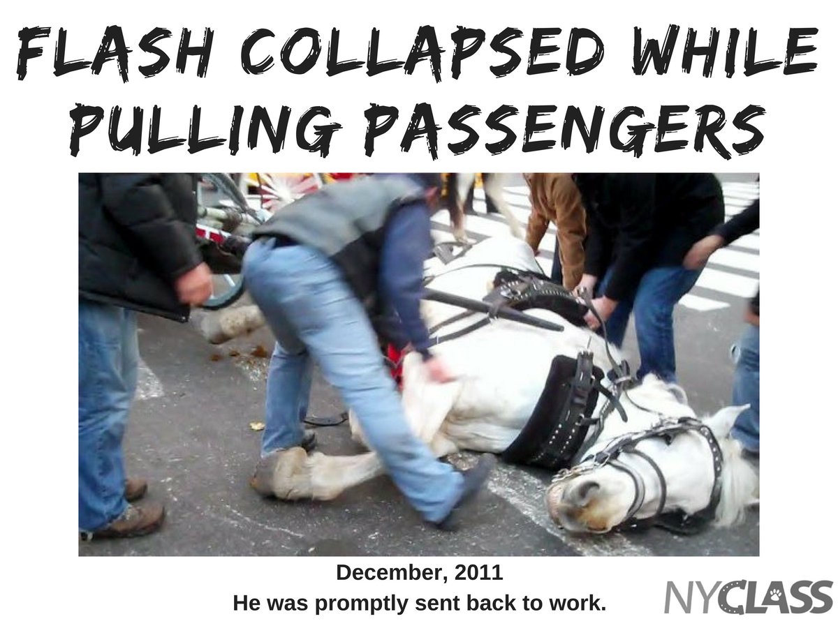 nyclass's tweet photo. Did you know...#RT #BANHORSECARRIAGES #emptythecarriages #animalrights #tourism #centralpark #iloveNY #ilovenyc #NYCgo https://t.co/8FfjHnMjdC