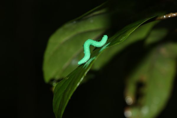PopSci's tweet photo. These scientists made 2,879 tiny clay caterpillars and hid them all over the world https://t.co/TRz5A7rS1I https://t.co/2zMPvuiuul