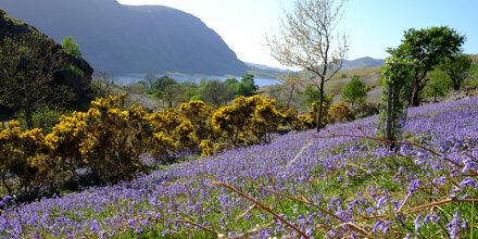 lakedistrictnpa's tweet photo. Guided walk to Secret Valley of the #Bluebells tomorrow. See them while you can! #LakeDistrict https://t.co/xzTdVFRJQ7 https://t.co/bAcs9i0ycV