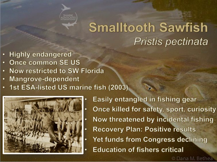 #EndangeredSpeciesDay on #FlatSharkFriday: A good day for US citizens to urge their Members of Congress to fully fund sawfish recovery #ESA