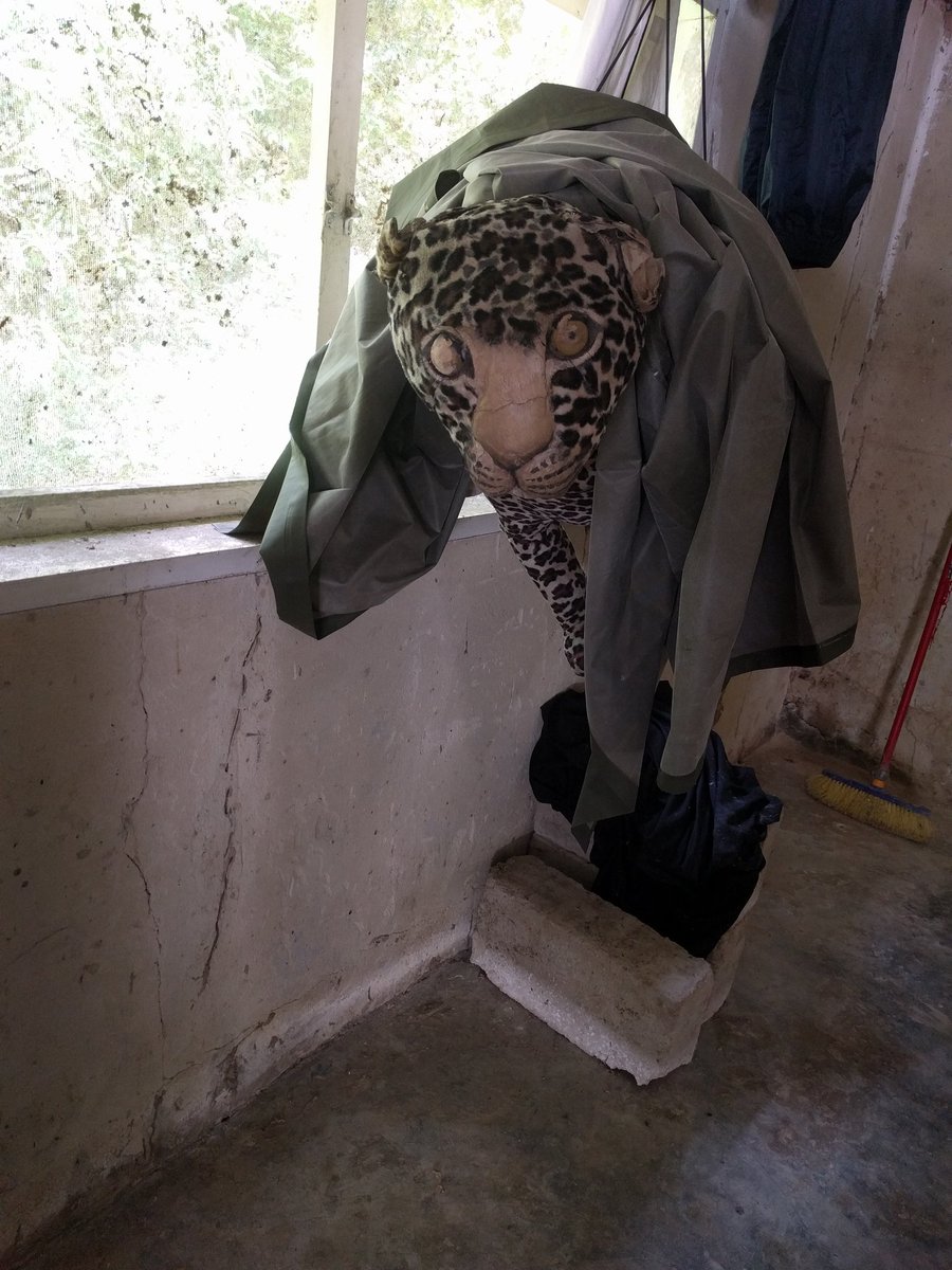 Diana_monkey's tweet photo. My new roommate intimidates all the monkeys. #fieldworkfaceoff https://t.co/3WSYK542dj