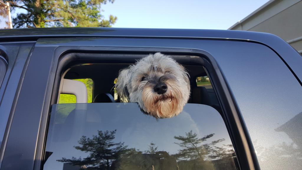 EvanWooton's tweet photo. When your puppy is crazy enough to not know better &amp; have to keep the window high enough that he won't jump @HNHPet https://t.co/svZ3Re03je