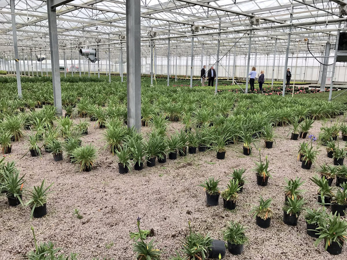 BD_landscape's tweet photo. Huge thanks to @WyevaleNurs for the guided tour around the tree &amp; container #nursery earlier this week #devilinthedetail #CPD #localstock https://t.co/R6iKPErayv