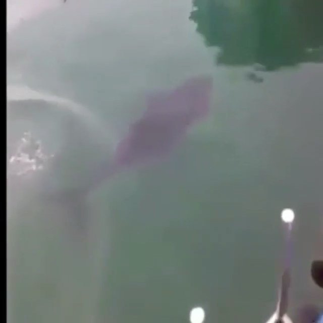 SavingTheWaves_'s tweet photo. 🌀
THIS TUNA ALMOST ATE A SEAGULL..!!! 😬😬
––——––——––——|🔹|––——––——––——
🔘 #SavingtheWaves ⠀⠀⠀⠀⠀⠀⠀⠀⠀⠀⠀⠀ ⠀⠀⠀⠀⠀⠀⠀⠀⠀⠀⠀⠀
Tuna are opportunistic eat… https://t.co/Wa41qFNoAu