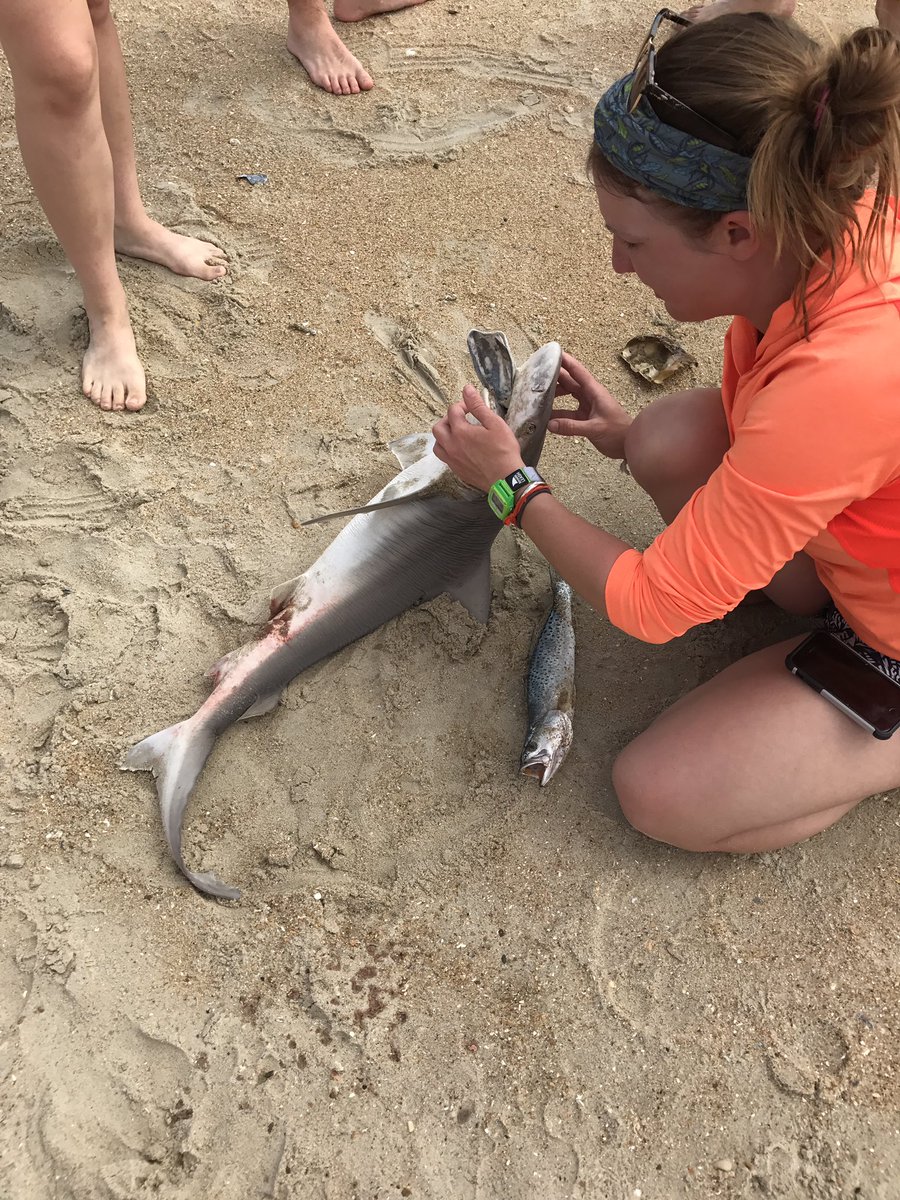 BrittanyKiser14's tweet photo. So sad seeing all of this bycatch. #measfieldcourse https://t.co/ZLuQj1UVcn