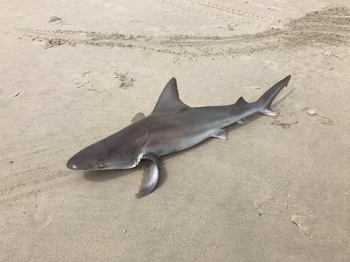 BrittanyKiser14's tweet photo. So sad seeing all of this bycatch. #measfieldcourse https://t.co/ZLuQj1UVcn