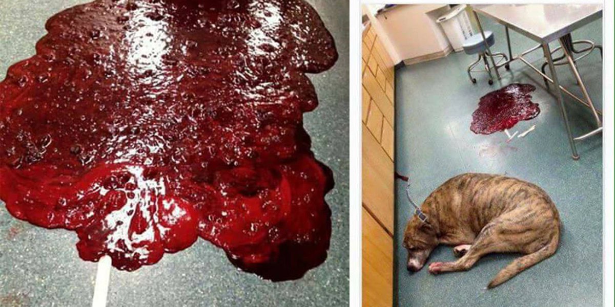 redbookmag's tweet photo. These Heartbreaking Photos Show Why You Should NEVER Give Your Dog Ibuprofen https://t.co/IH5oSWOZ9Q https://t.co/oHZx5KG9sa