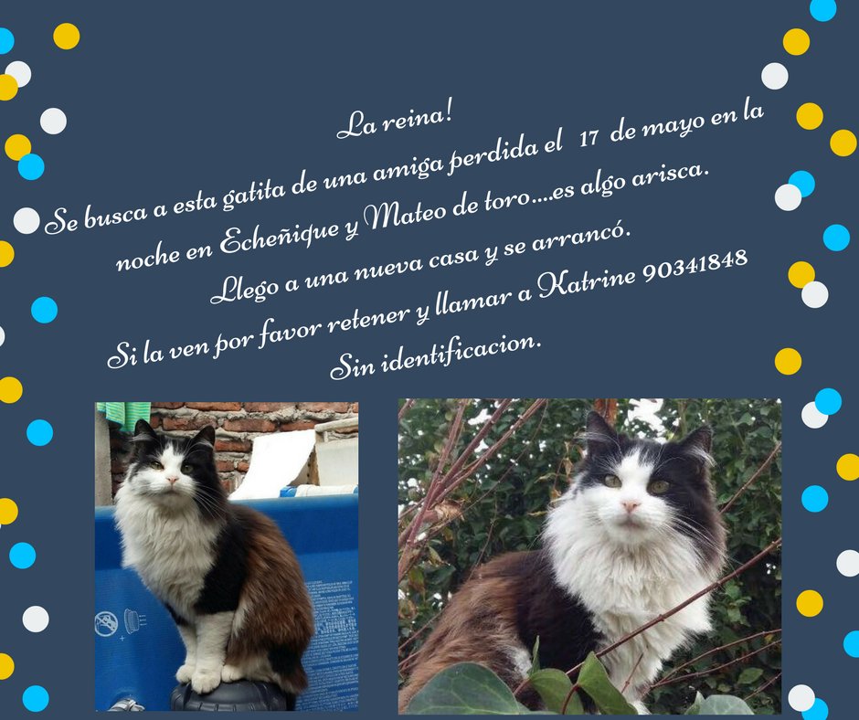 #extraviadosensantiago #lareina
