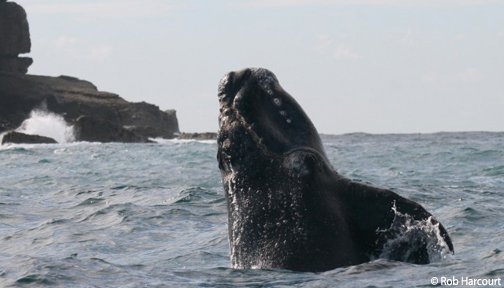 OurOcean's tweet image. At least 72% of all right whales have been entangled at some point in their lives! #endangeredspeciesday ow.ly/6vNE30bQzP5