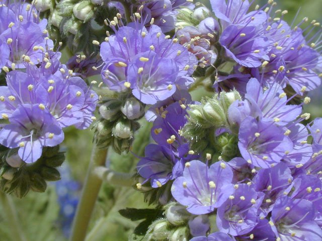 EcologyActionTx's tweet photo. Spring is wildflower season. See what's on the .@WildflowerCtr's "What's In Season" guide. https://t.co/8Bx6kcPjPF https://t.co/S9jdDTeyLH