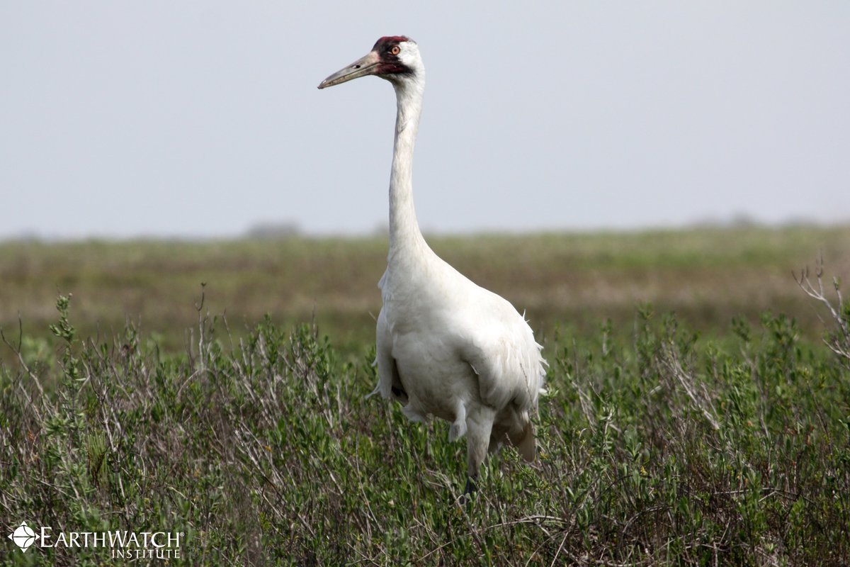 "4 Endangered Species"  * Free gifts, &amp; help #animals too! See: elephantlivesmatter.org * Please RT