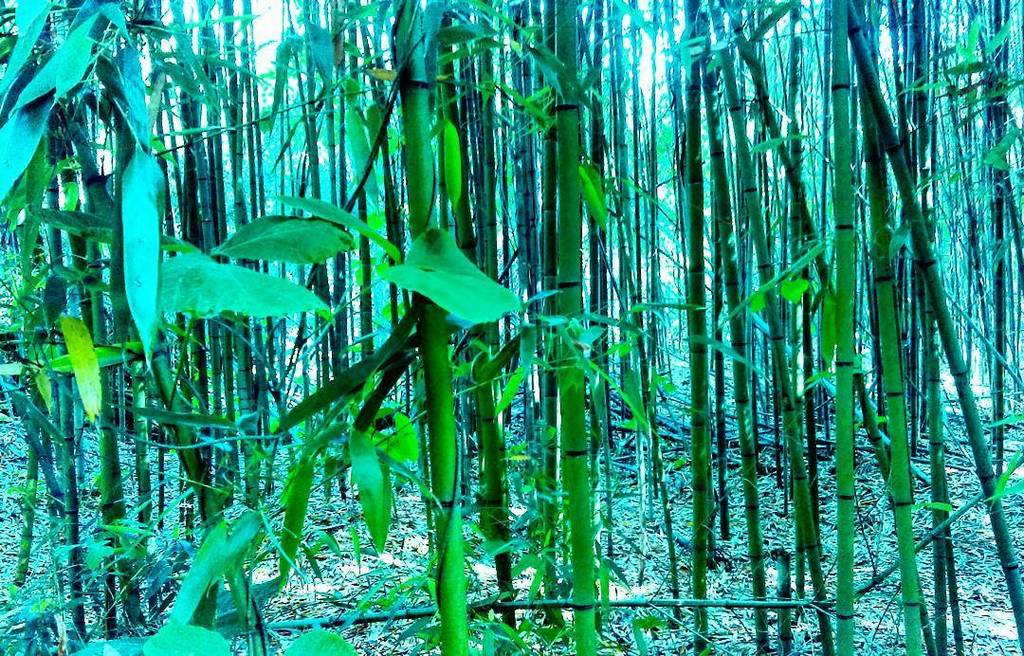 realWillWillens's tweet image. Bamboozled 
#peaceseeker #nature