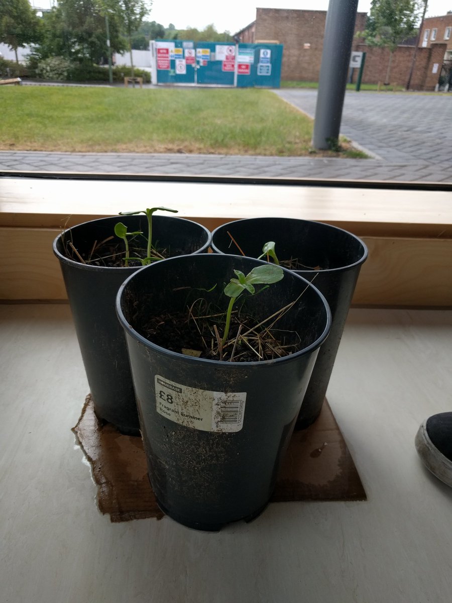 CNLResearchers's tweet photo. The CNL Sunflower Growing competition is well and truly underway! Soon the Winter Garden will be in bloom! #sunflower #Summer2017 https://t.co/0yGHd4AAez