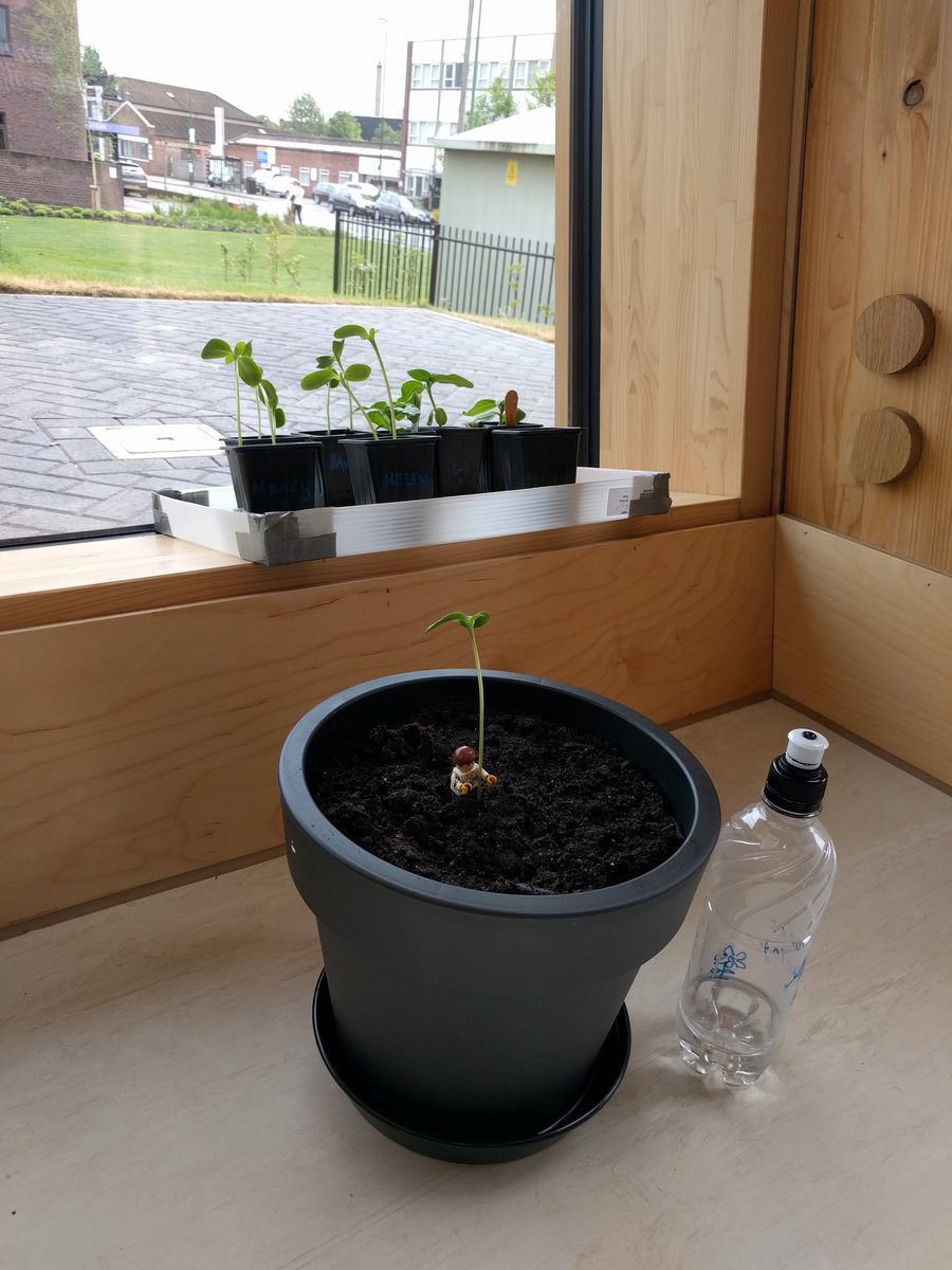 CNLResearchers's tweet photo. The CNL Sunflower Growing competition is well and truly underway! Soon the Winter Garden will be in bloom! #sunflower #Summer2017 https://t.co/0yGHd4AAez