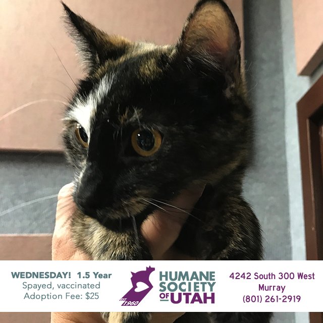 Z104Country's tweet photo. Wednesday!  Our #utahhumane Pet Of The Week!  Get yourself a kitty! https://t.co/5W3r0xQFfI