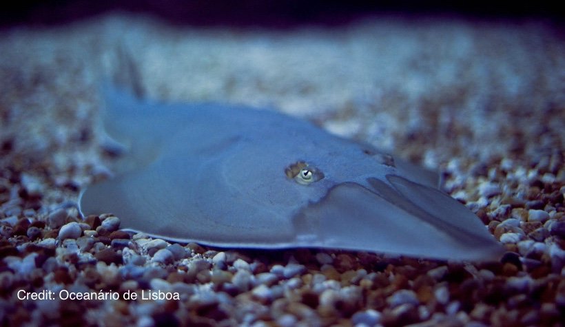 The "Common" guitarfish isn't common anymore. Learn more: blog.arkive.org/2017/01/vote-f… #EndangeredSpeciesDay #FlatSharkFriday