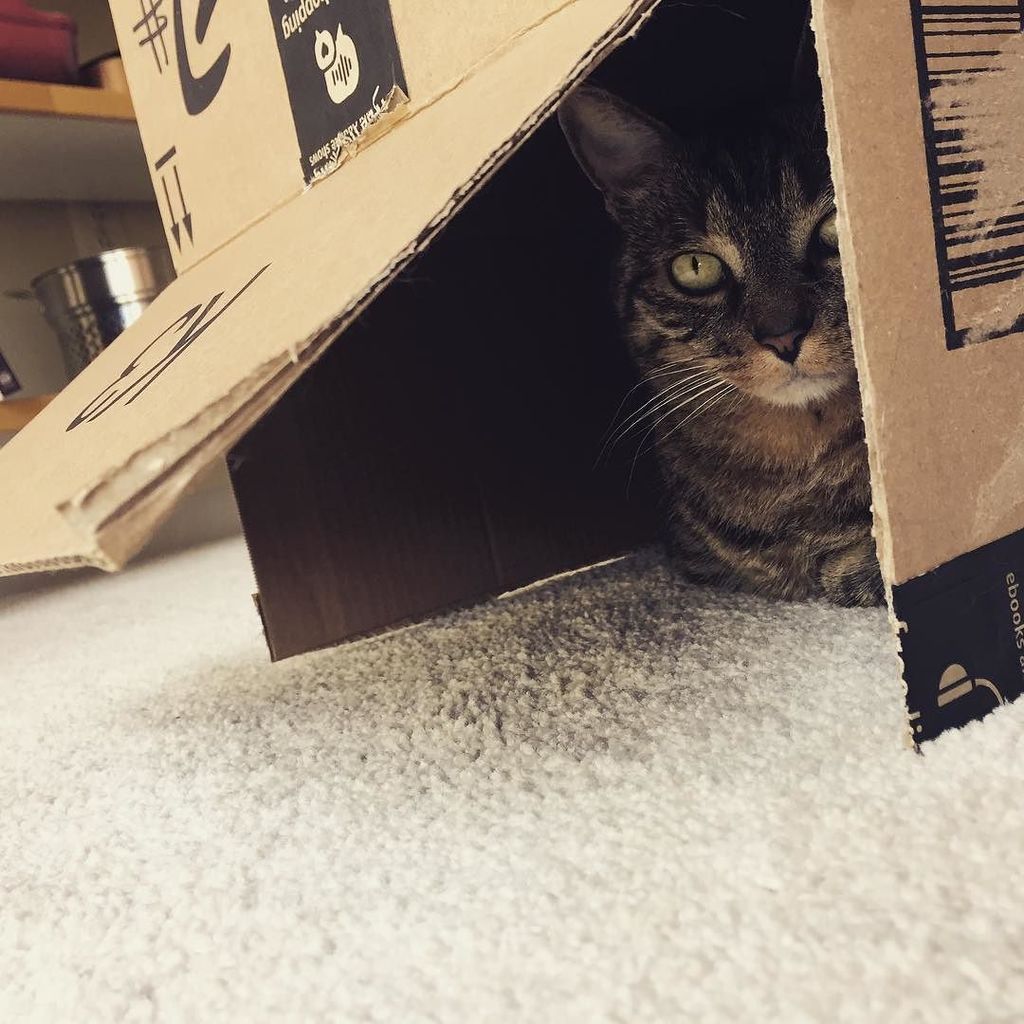AliceandAtlas's tweet photo. Alice in her dove blind. #catsofinstagram https://t.co/ox4GAgcu5p https://t.co/SkBF0w9zHr
