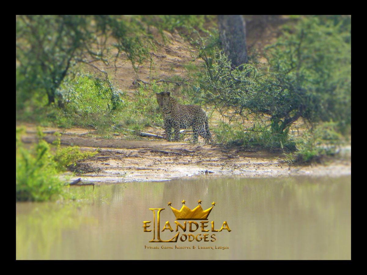 Day sightings of leopard are always thrilling!