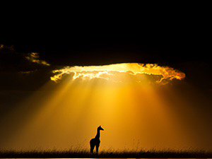 By 2020 world will have lost 67% of its wildlife. Please RT to put this under spotlight on  #EndangeredSpeciesDay 👪🌍