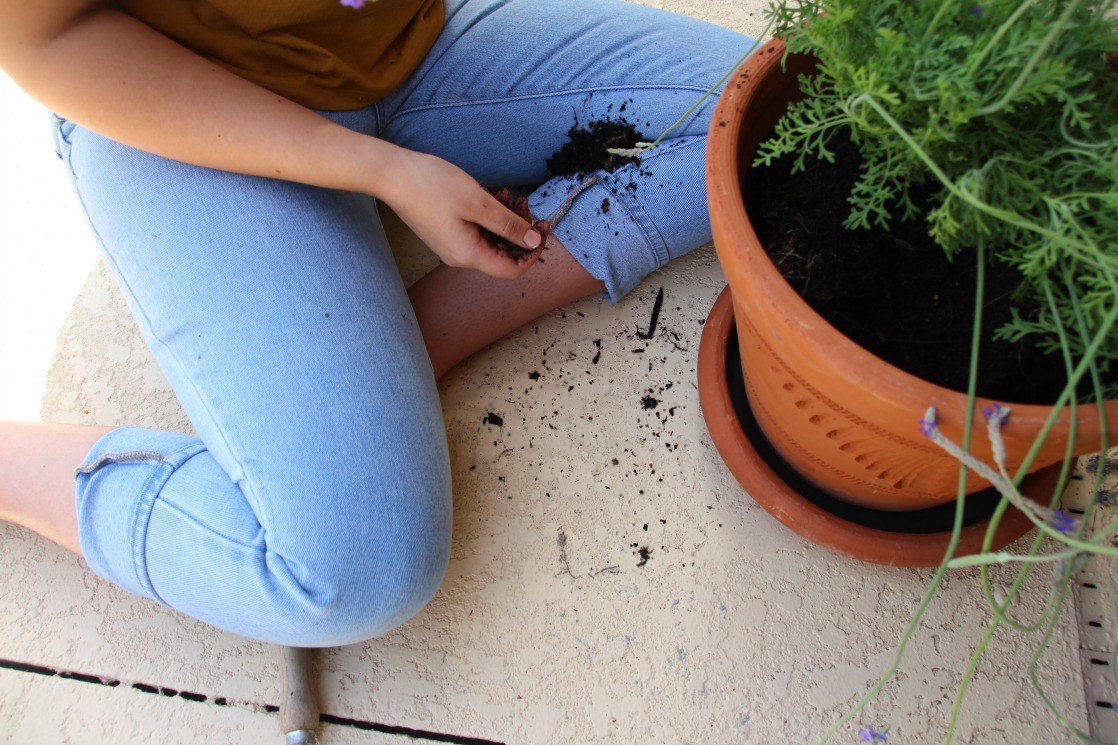 theClickLLC's tweet photo. Gardening is never a clean task but so worth it! @Clorox #ad #GetMoreOut #GetOutside #Clorox2 -via @kellystilwell https://t.co/exIxIyxg2J https://t.co/qhbMzosb4q