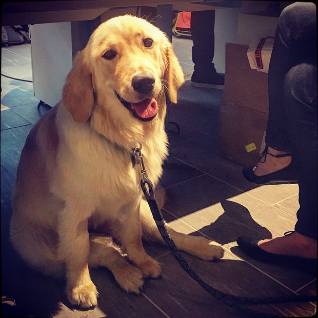 Pets As Therapy tweet media