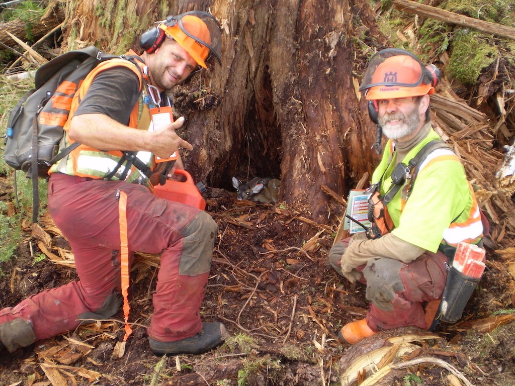 SibolaMtFalling's tweet photo. We make all sorts of new friends out in the forest! #BCForestry #BCFallers https://t.co/lNaMgLx8lj
