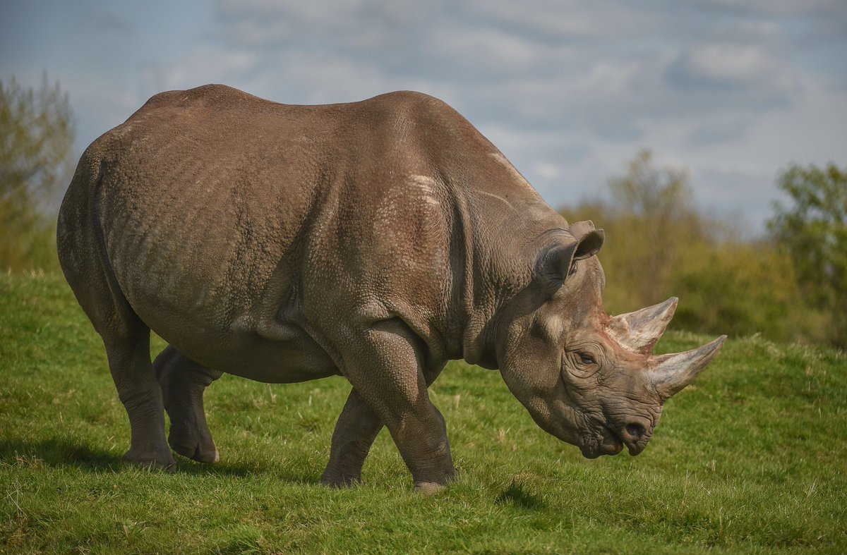 chesterzoo's tweet photo. Nobody needs a rhino horn... but a rhino. 

#EndangeredSpeciesDay https://t.co/pIRXK3rgda