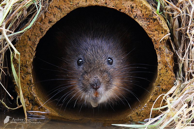 WildlifePhotosDevon tweet media