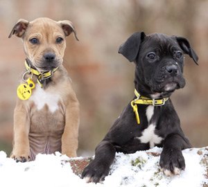 PETZPODZ's tweet photo. Interested in helping DogsTrust? Here's how you can get involved.
https://t.co/GBgX0TBQjf https://t.co/m2ceJLzuEl