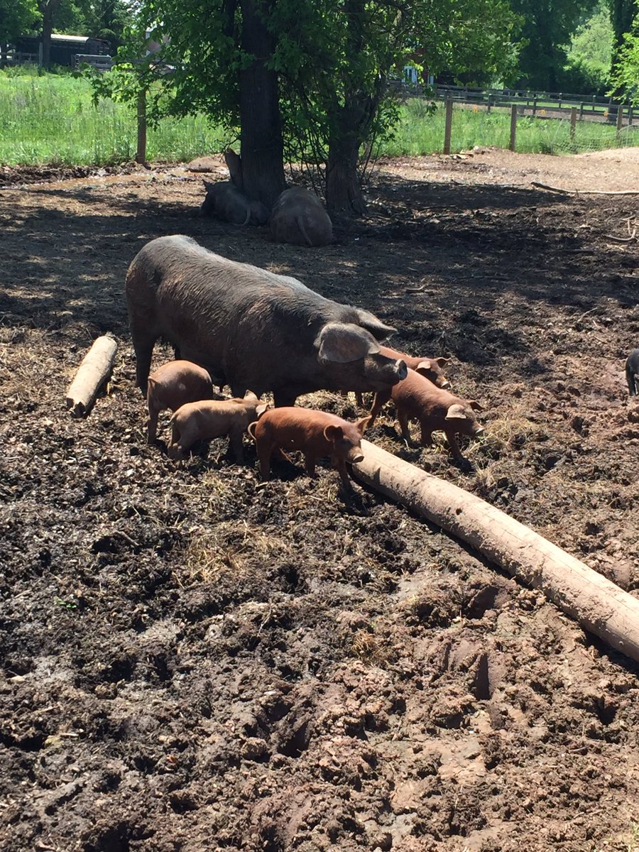 Ms. Clyne tweet media